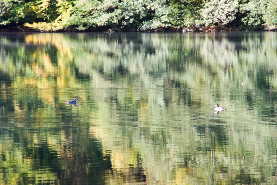 foto-lago-autunno-riflessi-fauna-pietro-cappelletti-fotografia